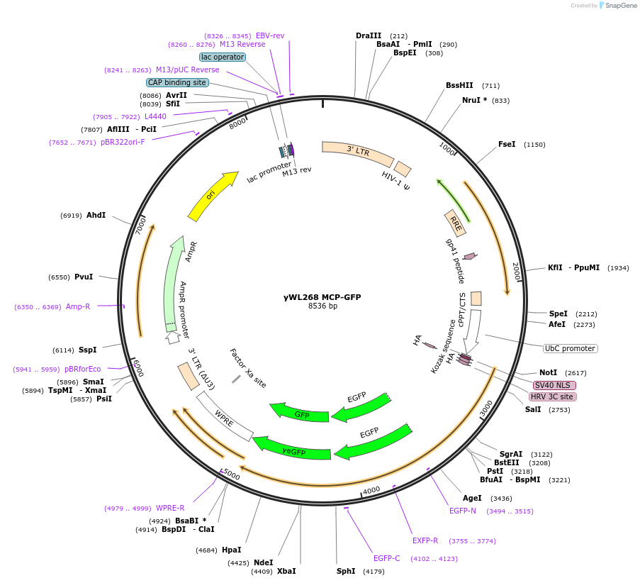 197052-plasmid-map-sequence-id-388457