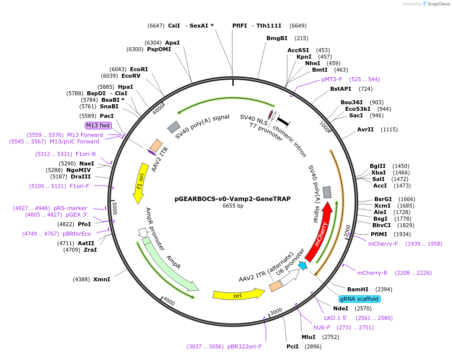 196493-plasmid-map-sequence-id-388467