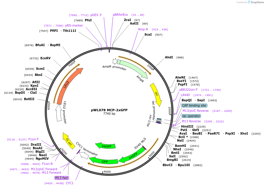 197047-plasmid-map-sequence-id-388470