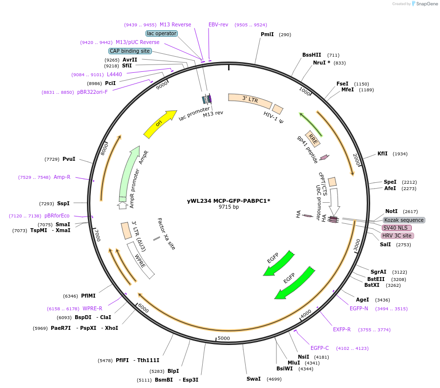 197054-plasmid-map-sequence-id-388472