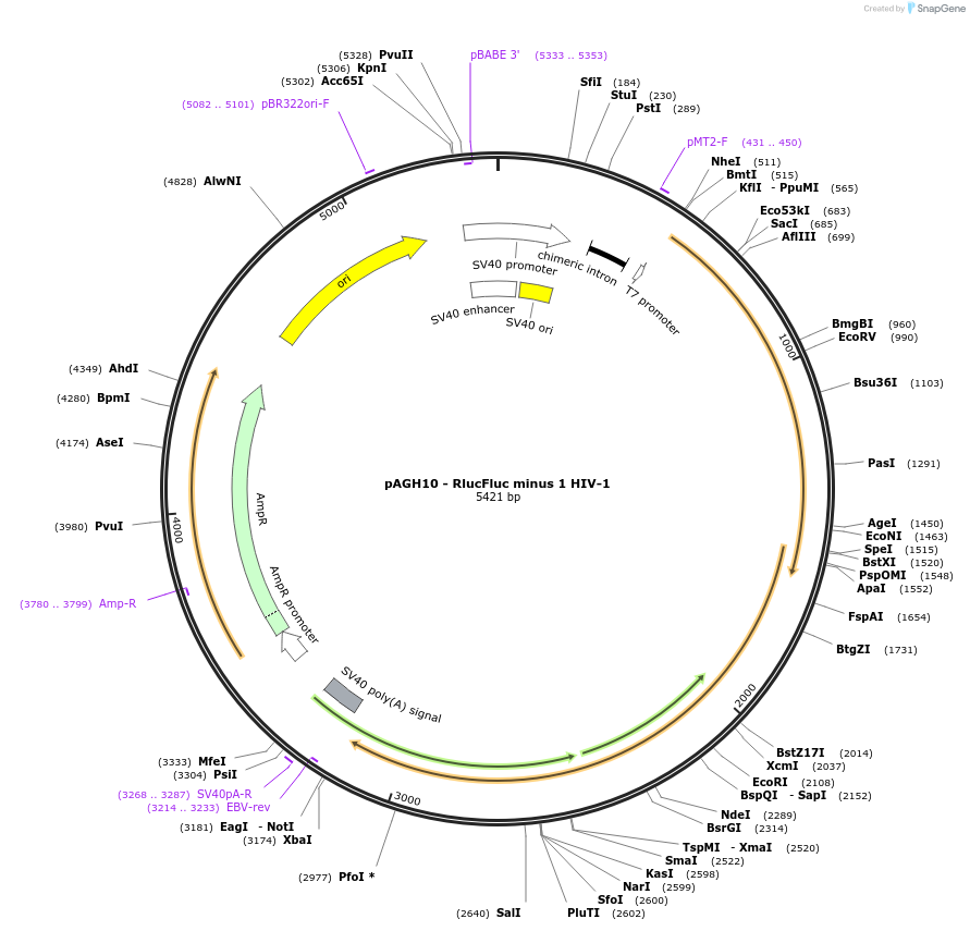 198224-plasmid-map-sequence-id-388535