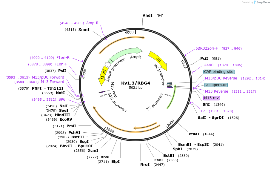 196949-plasmid-map-sequence-id-388566