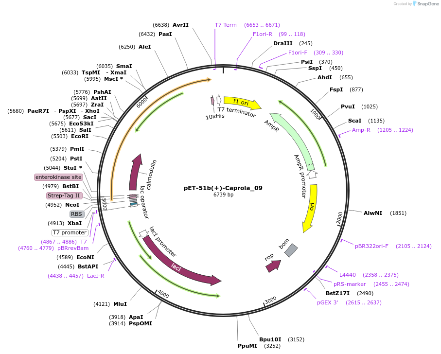 194670-plasmid-map-sequence-id-388567