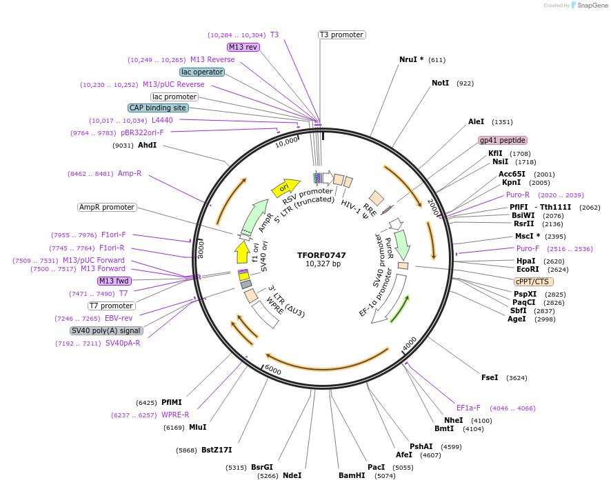 141682-plasmid-map-sequence-id-388583