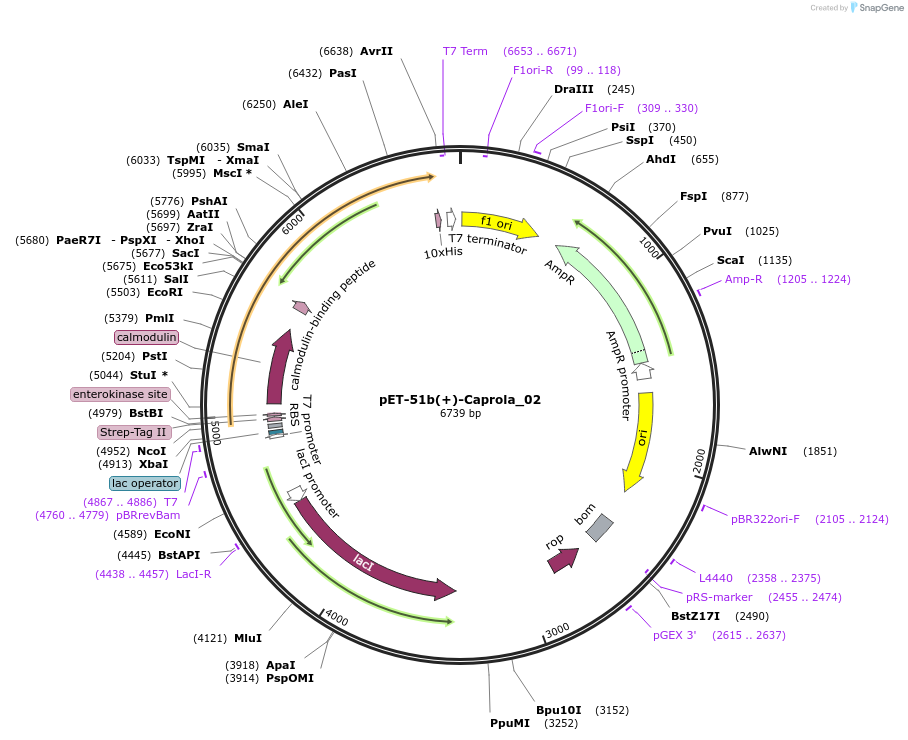 194663-plasmid-map-sequence-id-388590
