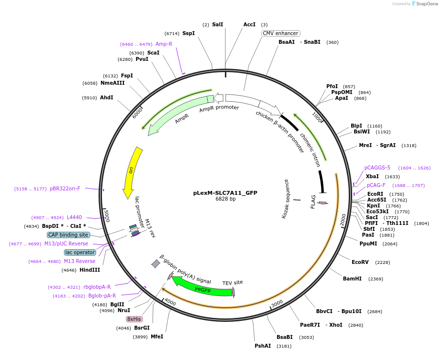 197995-plasmid-map-sequence-id-388593