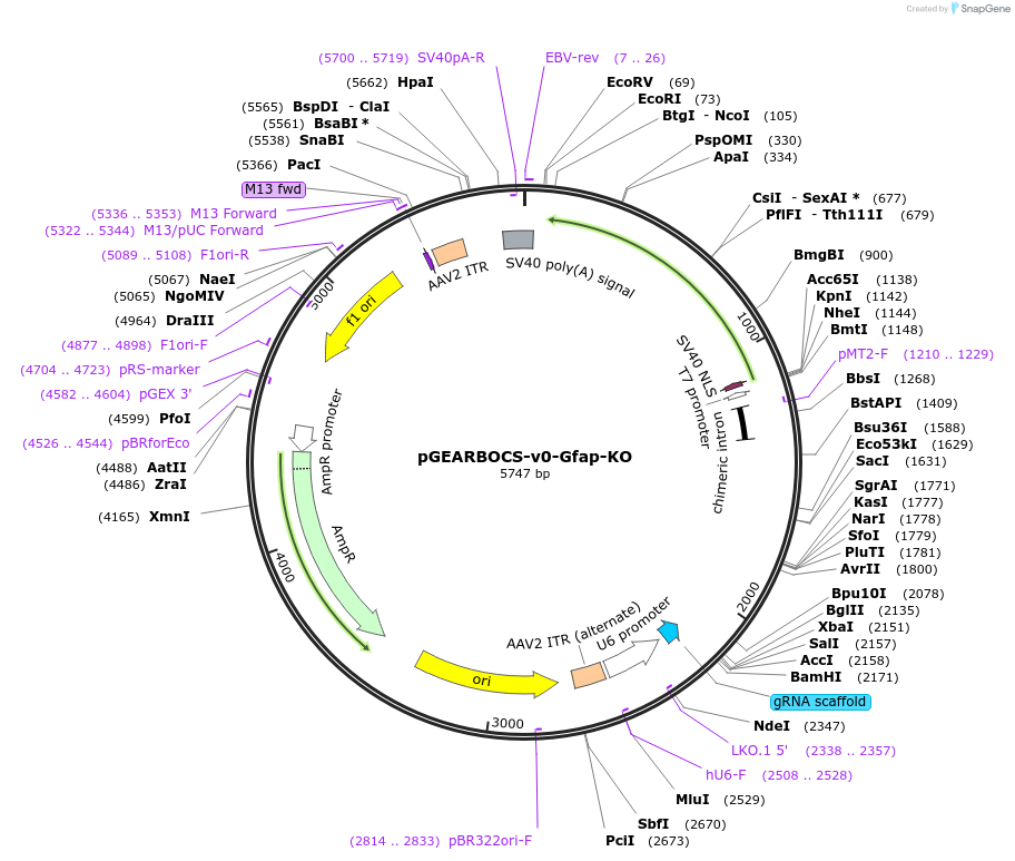 196489-plasmid-map-sequence-id-388610