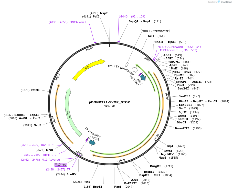 161471-plasmid-map-sequence-id-388614