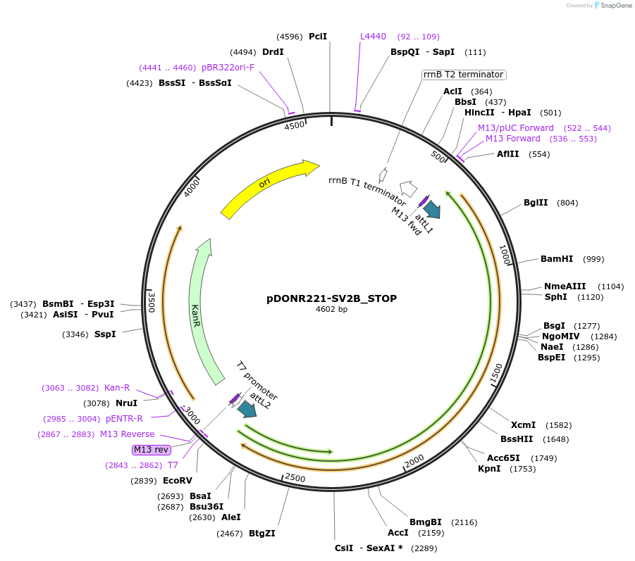 161447-plasmid-map-sequence-id-388615