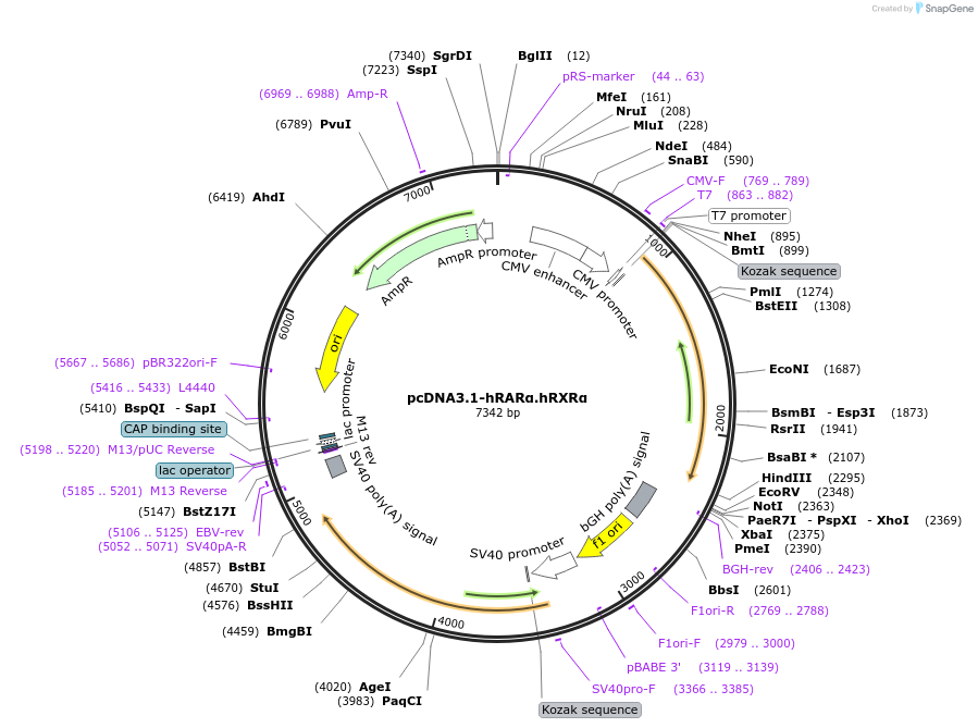 135411-plasmid-map-sequence-id-388631