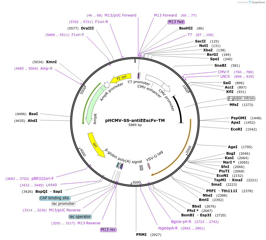 198304-plasmid-map-sequence-id-388673