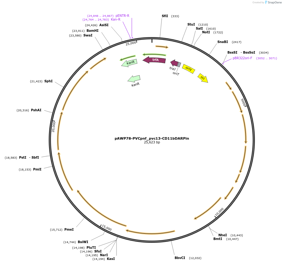198295-plasmid-map-sequence-id-388679