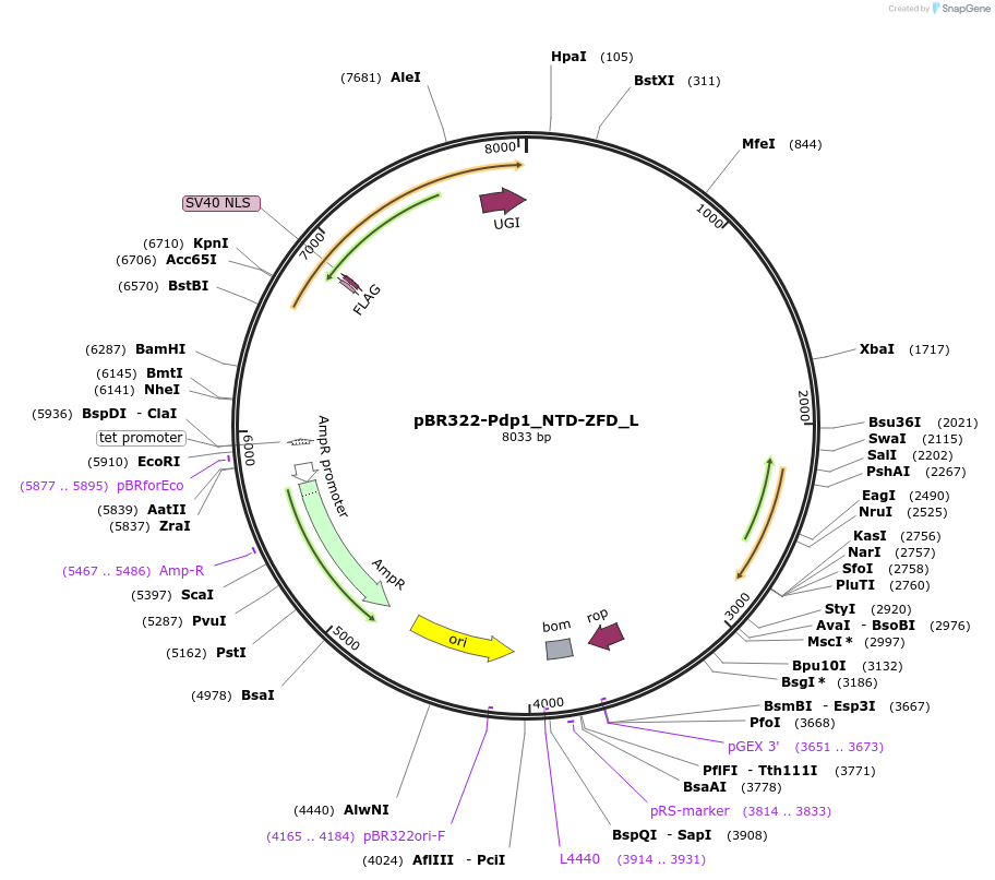 198276-plasmid-map-sequence-id-388686