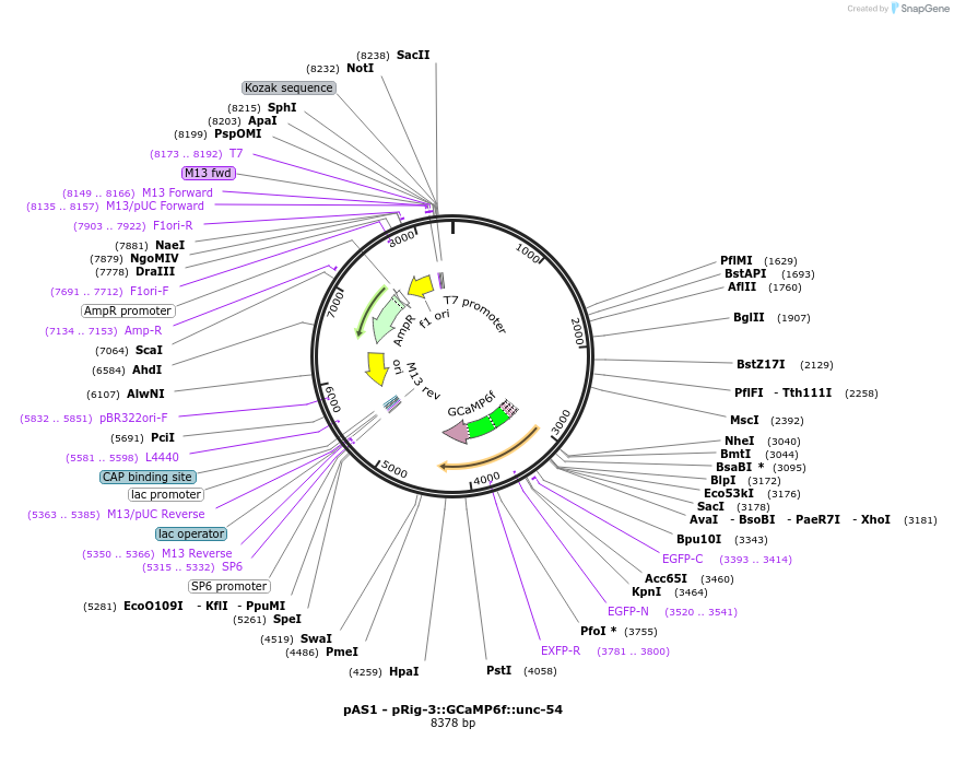194970-plasmid-map-sequence-id-388695