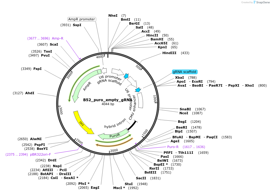 197557-plasmid-map-sequence-id-388707