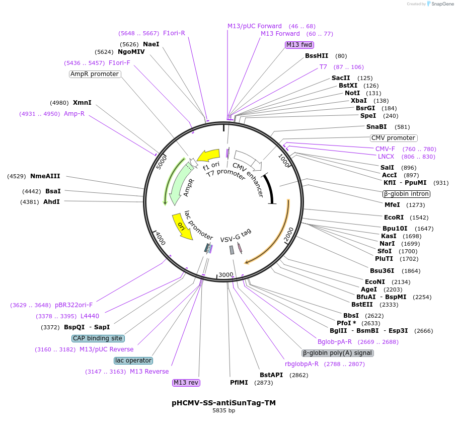 198306-plasmid-map-sequence-id-388712