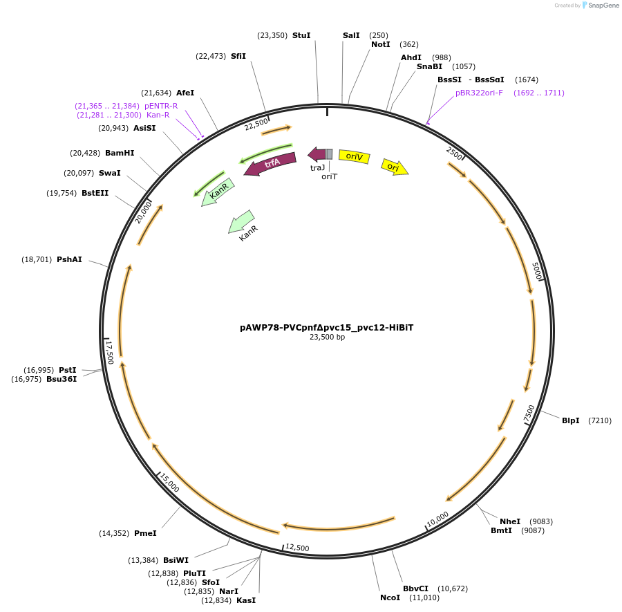 198309-plasmid-map-sequence-id-388718
