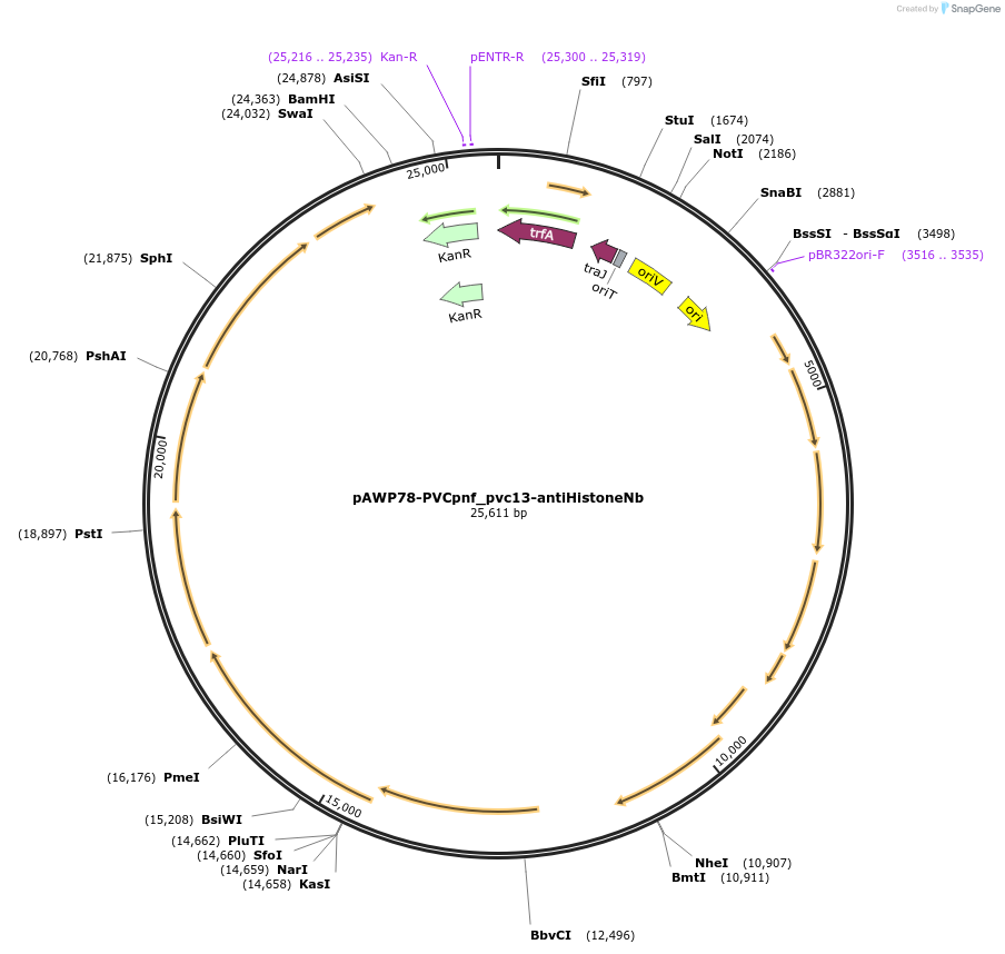 198293-plasmid-map-sequence-id-388727