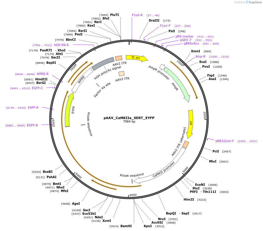 198737-plasmid-map-sequence-id-388777