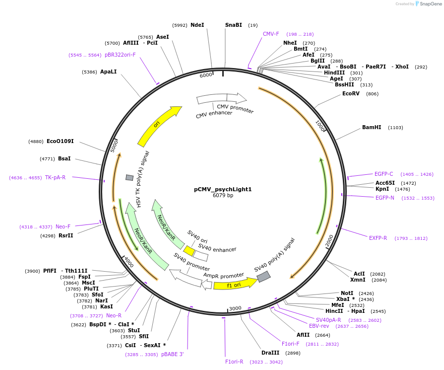 198739-plasmid-map-sequence-id-388781