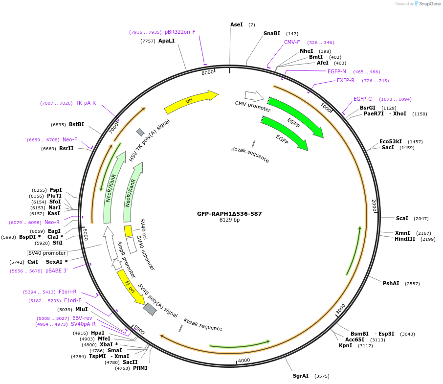 194865-plasmid-map-sequence-id-388861