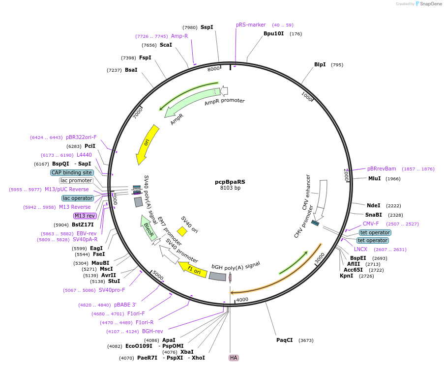 196484-plasmid-map-sequence-id-388864