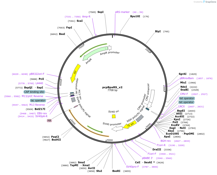 196485-plasmid-map-sequence-id-388866