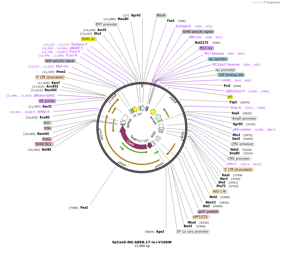 198534-plasmid-map-sequence-id-388875