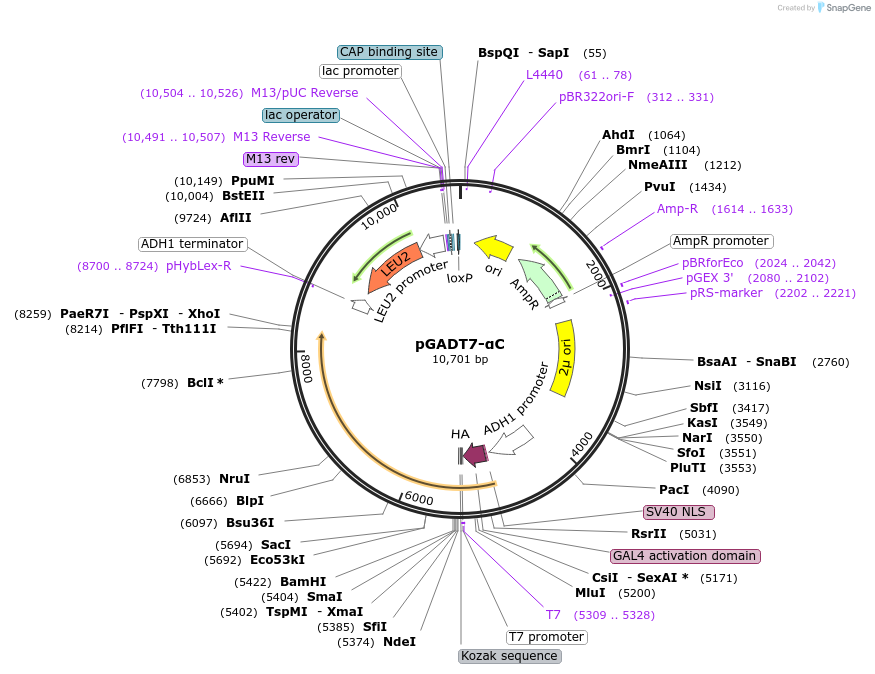 197650-plasmid-map-sequence-id-388876