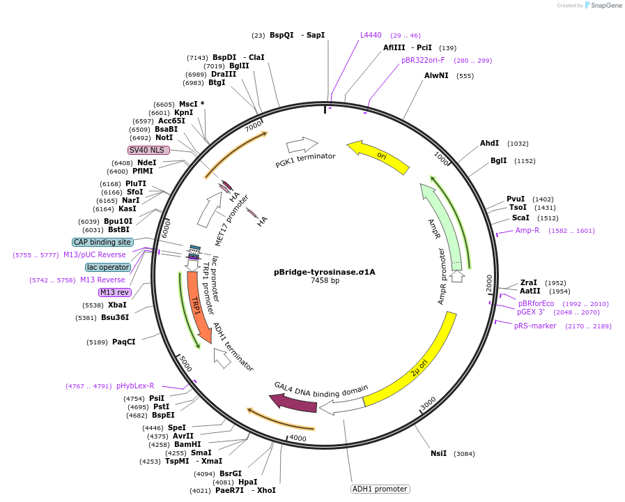 197381-plasmid-map-sequence-id-388878