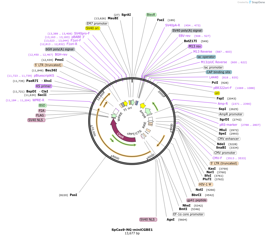 198538-plasmid-map-sequence-id-388888