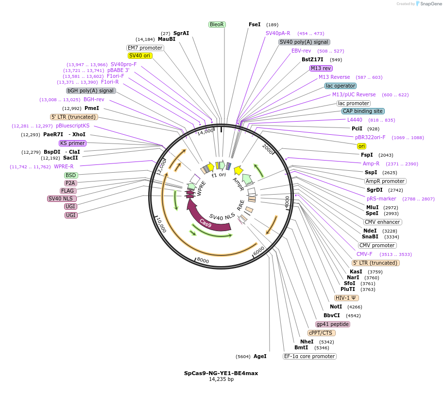 198535-plasmid-map-sequence-id-388892