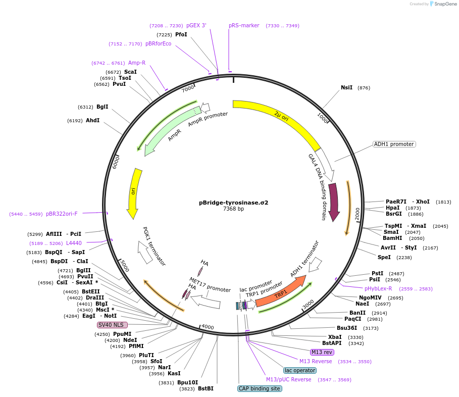197415-plasmid-map-sequence-id-388893