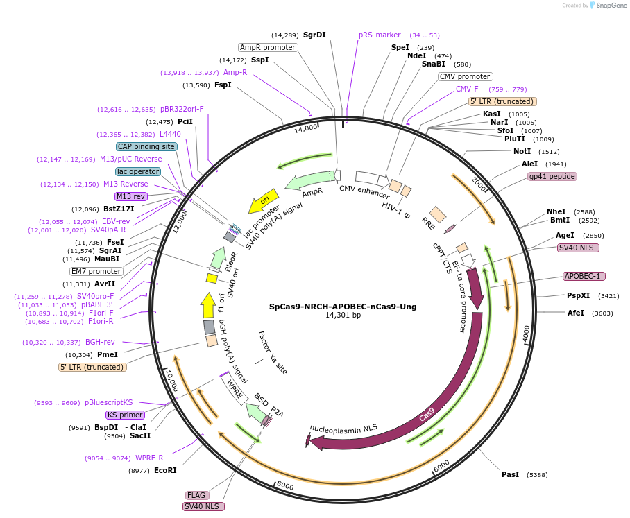 198552-plasmid-map-sequence-id-388895