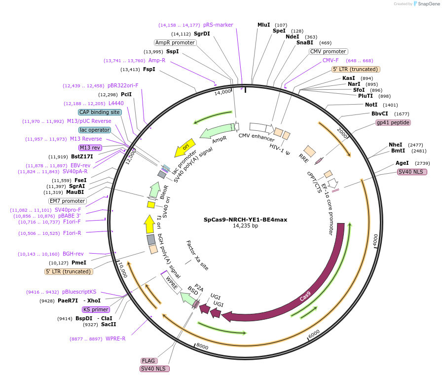 198549-plasmid-map-sequence-id-388903