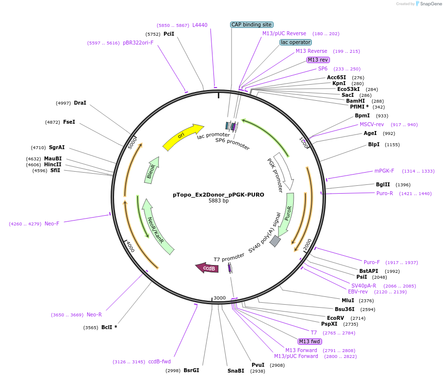 198862-plasmid-map-sequence-id-388908