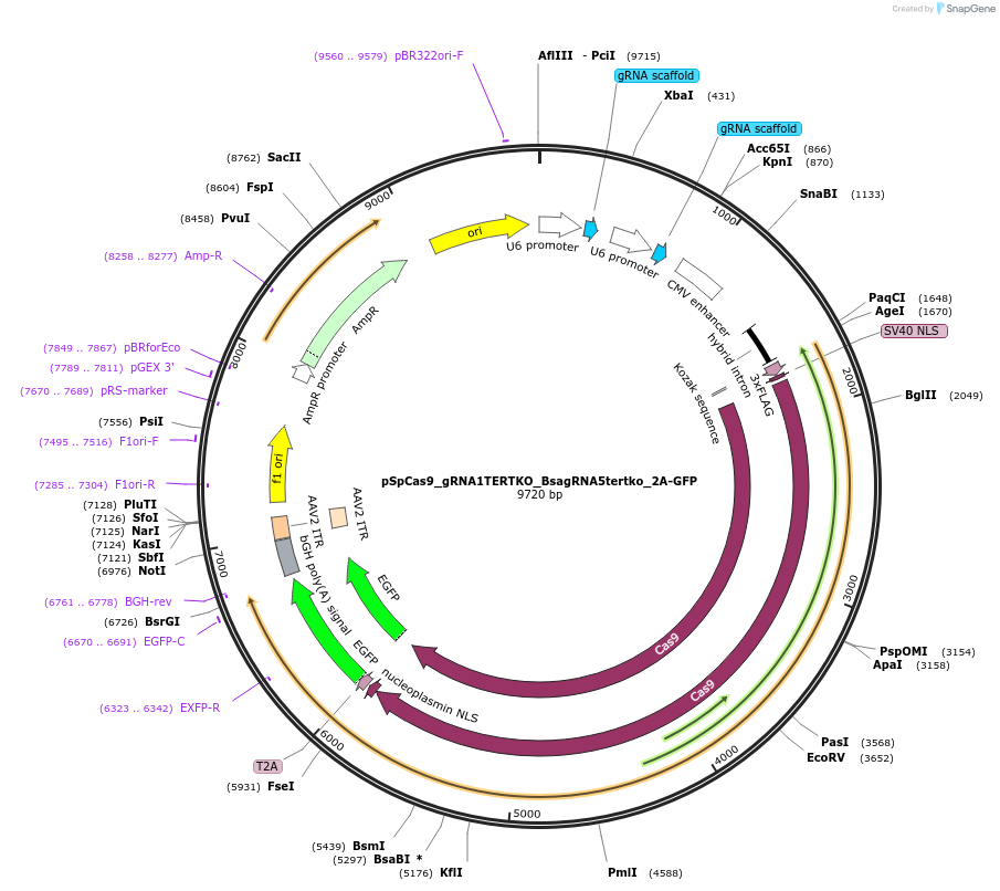 198863-plasmid-map-sequence-id-388911