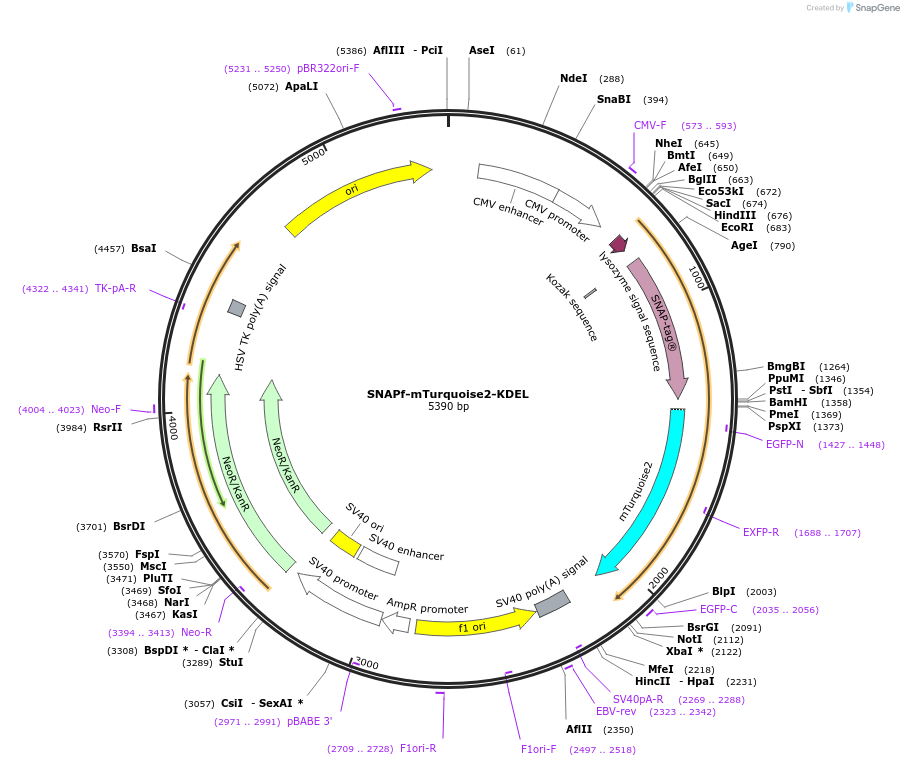 197498-plasmid-map-sequence-id-388912