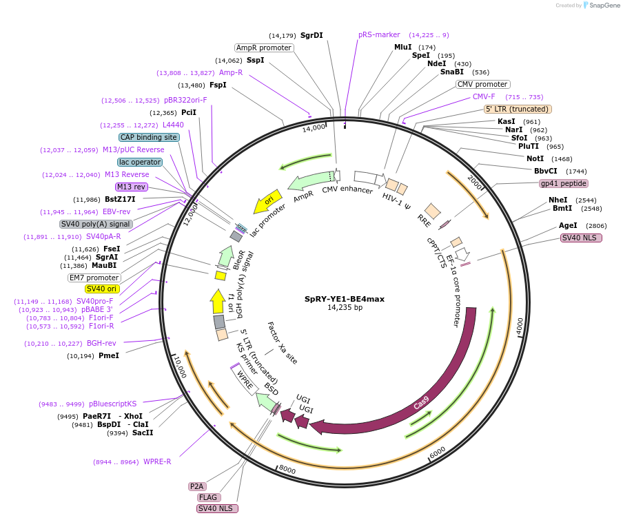 198554-plasmid-map-sequence-id-388916