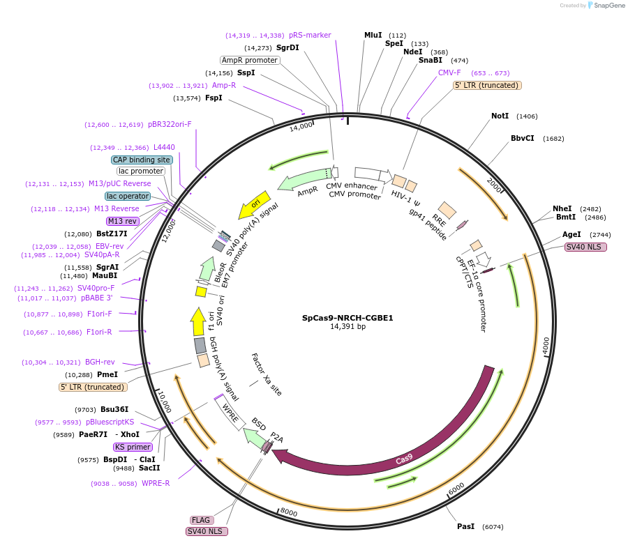 198557-plasmid-map-sequence-id-388917