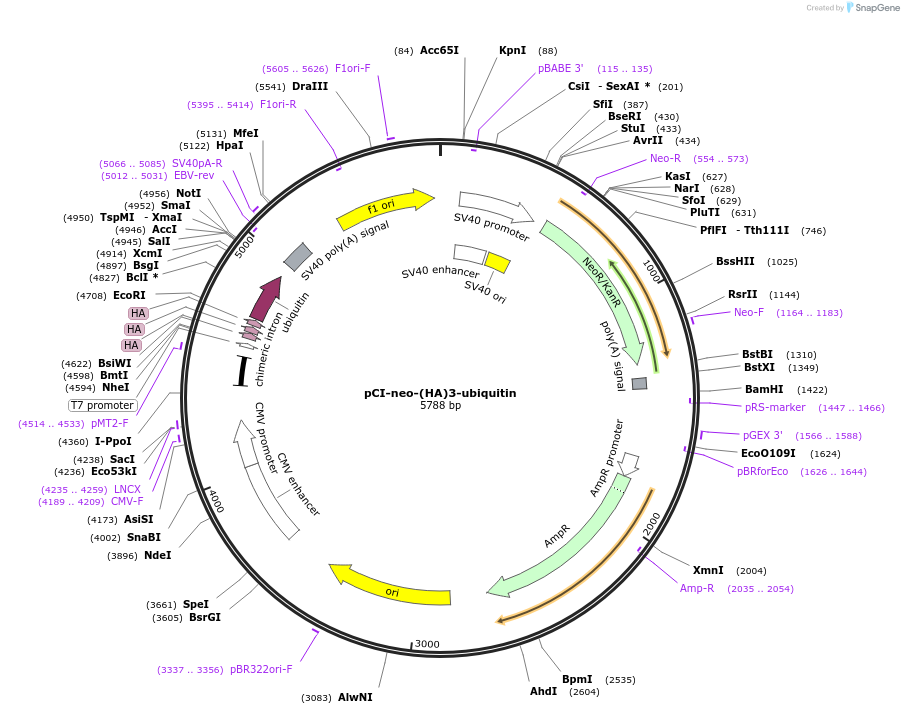 196991-plasmid-map-sequence-id-388939