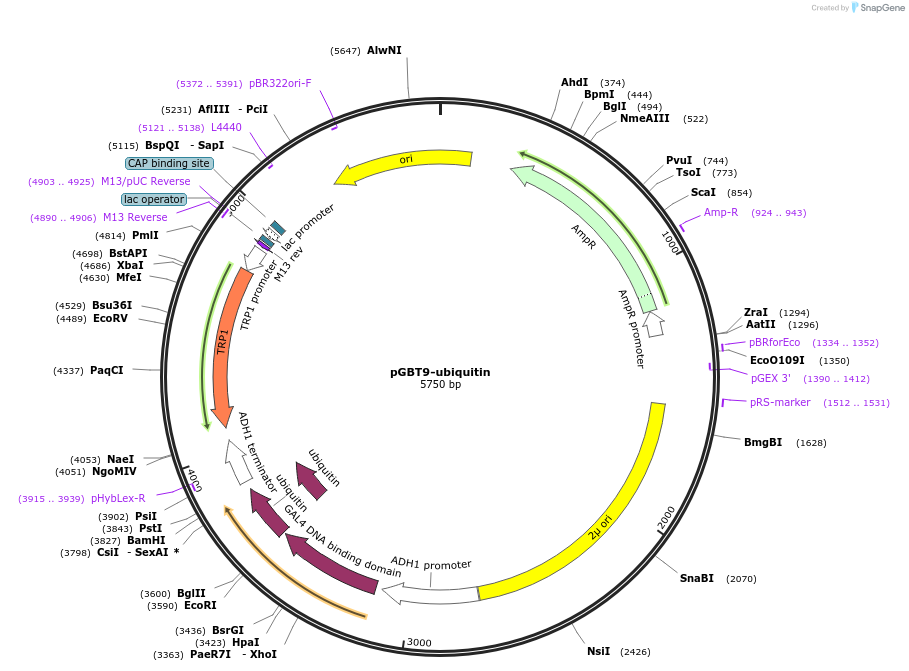 196999-plasmid-map-sequence-id-388940