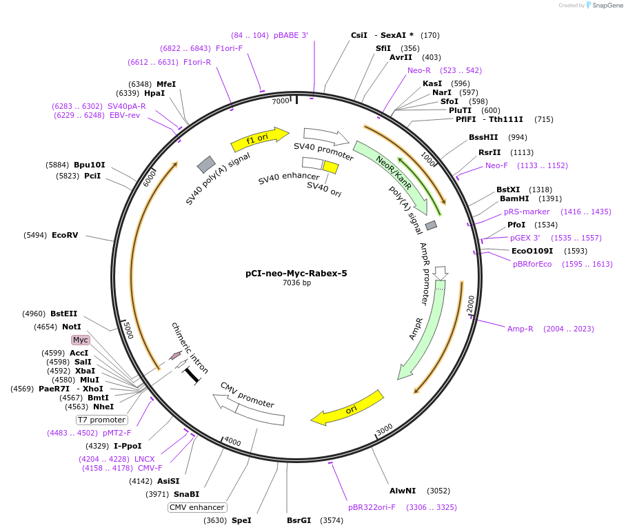 196937-plasmid-map-sequence-id-388942