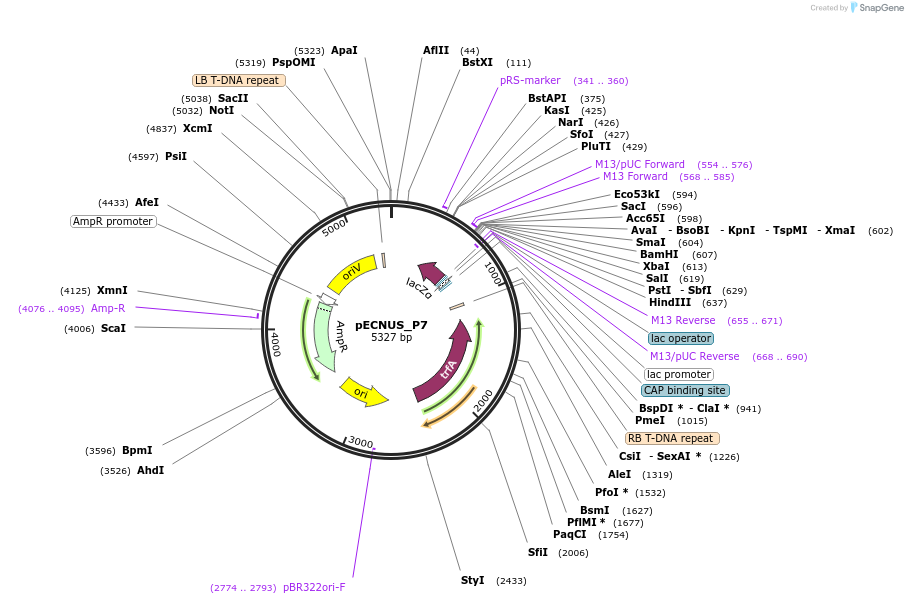 194349-plasmid-map-sequence-id-388966