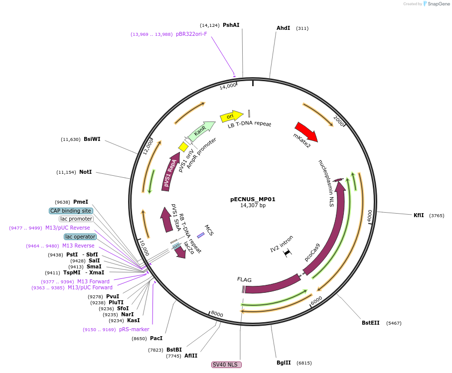 194350-plasmid-map-sequence-id-388969