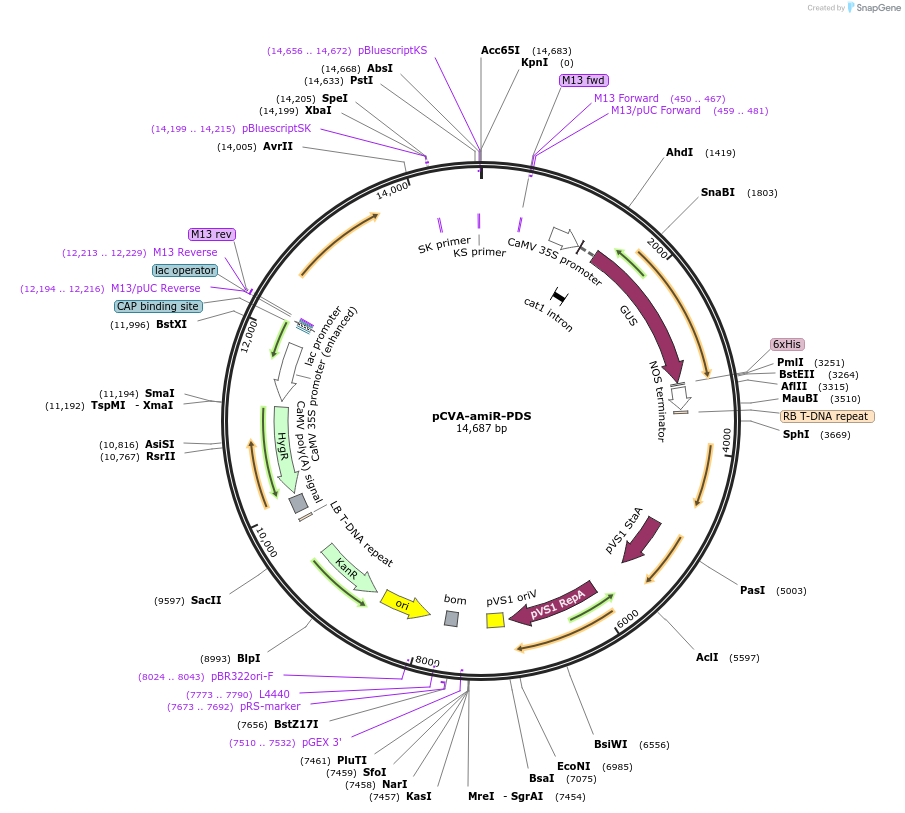 32911-plasmid-map-sequence-id-38897