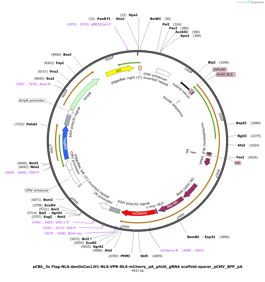197031-plasmid-map-sequence-id-388973