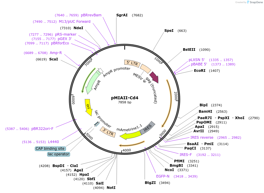 194401-plasmid-map-sequence-id-388974