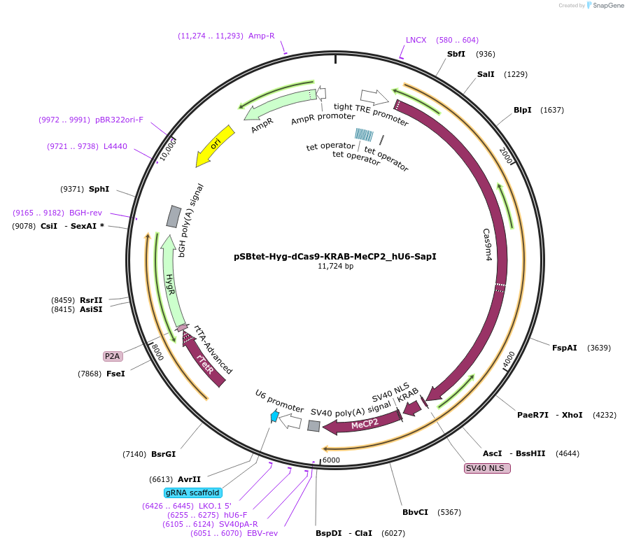196082-plasmid-map-sequence-id-388978