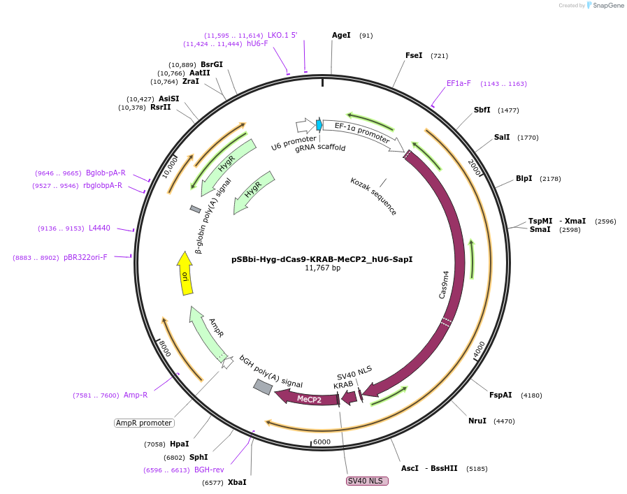 196076-plasmid-map-sequence-id-388979